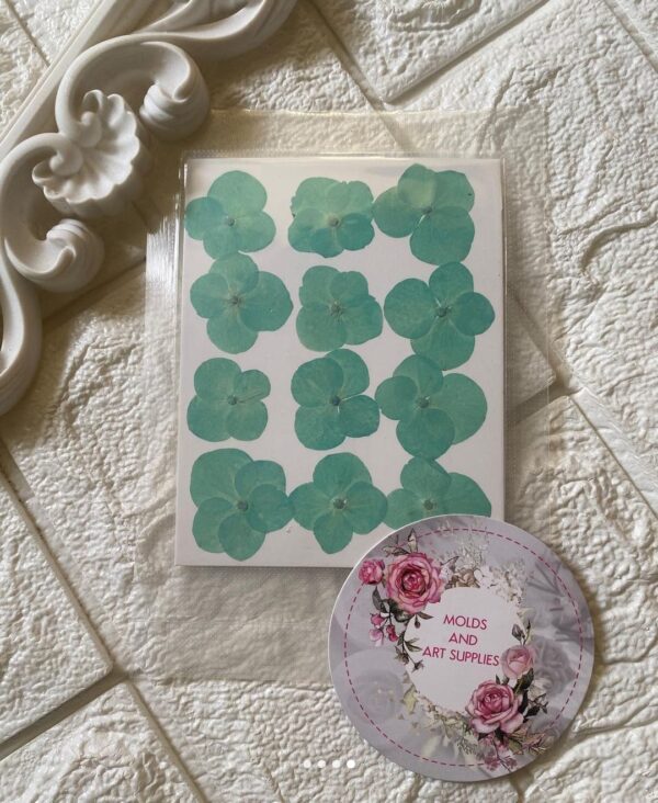 Pressed Hydrangea Green Pack